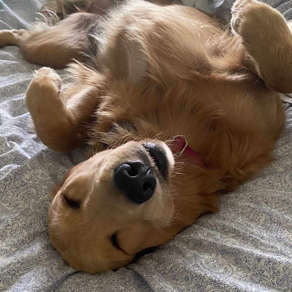 Meet your Posher, Bonnie